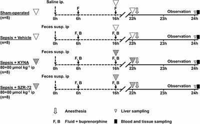 Divergent Effects of the N-Methyl-D-Aspartate Receptor Antagonist Kynurenic Acid and the Synthetic Analog SZR-72 on Microcirculatory and Mitochondrial Dysfunction in Experimental Sepsis